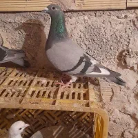 کفتر مسافتی ماده|پرنده|اهر, |دیوار