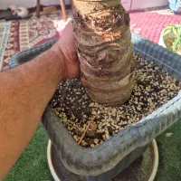 بابا ادم جاینت|گل و گیاه طبیعی|فلاورجان, |دیوار