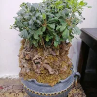 بونسای میخک|گل و گیاه طبیعی|مشهد, کوی دروی|دیوار