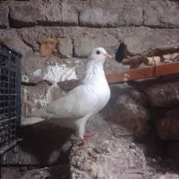 کبوتر تک پر معاوضه