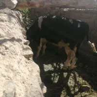 گوساله نر فروشی