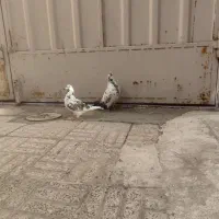 کفتر کاشونی و پلاکی