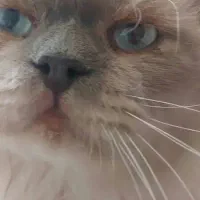 گربه هیمالین|گربه|ارومیه, |دیوار