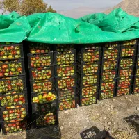 ۶۰ تن گوجه|عمدهفروشی|درودزن, |دیوار