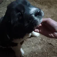 توله‌گمشده‌