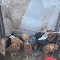 جوجه گلپایگانی 1 ماهه اصلاح نژاد