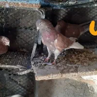 سرخ دم سفید نر