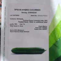 بذر خیار ۸۵۵۲ مگذیک مارک بایر