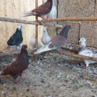 حیون‌یکجا|پرنده|لنگرود, |دیوار