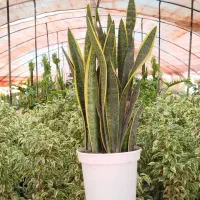 تولید سانسوریا|گل و گیاه طبیعی|اصفهان, زاجان|دیوار