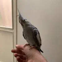 عروس هلندی نر دستی و باهوش و سخنگو با قفس