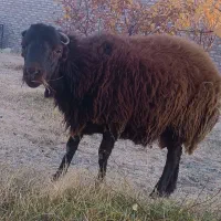 بره نر و قوچ چاق|حیوانات مزرعه|سلماس, |دیوار