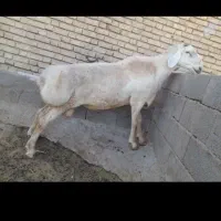 قوچ میش بز بره گاو گوساله