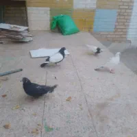 کفتر رنگی
