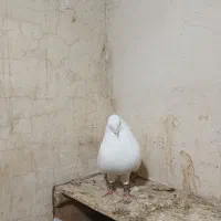 سفید بمبایی|پرنده|بندر ماهشهر, |دیوار