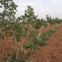 درخت پسته اکبری|فروش زمین و ملک کلنگی|کویرات, |دیوار