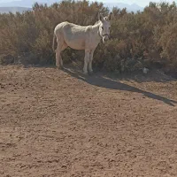 خره گله ای ماده