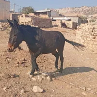 قاطر ماده 5سال