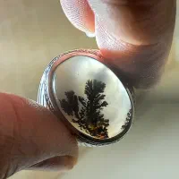 شجرتک انتیک