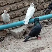 زاغ کاکلی آس