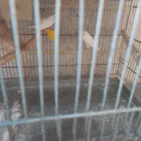 فنچ بنگالی و مرغ عشق هفت عدد فنچ زبرا|پرنده|اسلامشهر, شهرک امام حسین (میان آباد)|دیوار