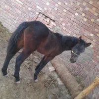 کره اسب نریون|اسب و تجهیزات اسب‌سواری|کرمان, |دیوار