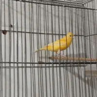 قناری نر بخون