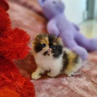 بچه گربه پرشین گزوتیک مینیاتوری