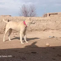 سگ افغانی|سگ|چناران, |دیوار
