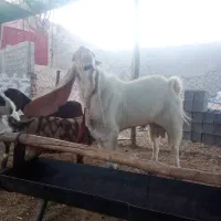 فروش پازن گلابی وزن بالای ۱۲۰کیلو گوش ۷۰سانت|حیوانات مزرعه|مرودشت, نقش رستم|دیوار