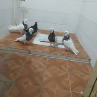 پنج پرنده تمیزوسالم|پرنده|طبس, |دیوار