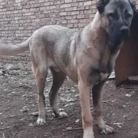توله سگ