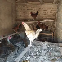 مرغ خروس بوقلمون کرچ هم دارم|حیوانات مزرعه|تنکمان, |دیوار