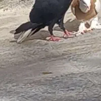 کبوتر