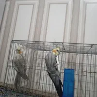 عروس هلندی|پرنده|قره پشتلو, |دیوار