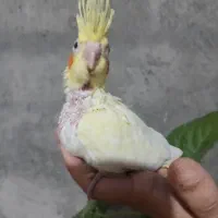 فروش جوجه عروس