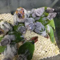بورس انواع طوطی ملنگو لوری خورشیدی شاه طوطی