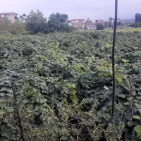 اجاره دادن باغ کیوی|اجارهٔ دفتر صنعتی، کشاورزی، تجاری|آستارا, |دیوار