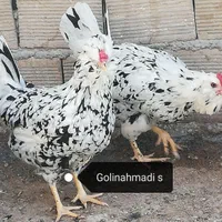 تخمرغ نطفه دار گلین لری|حیوانات مزرعه|اصفهان, ملک‌شهر|دیوار