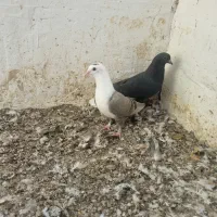 جوجه رنگی|پرنده|گنبد کاووس, |دیوار