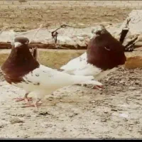 کفتر کل قرمز گمشده