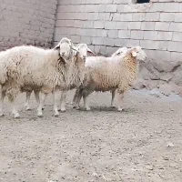 قوچ جوان اصل مغانی