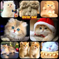 پرورش تخصصی گربه های خاص و اصیل ( حررآج فصلی )