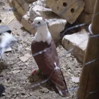 کبوتر قلدر وخوشکل|پرنده|تربت‌حیدریه, شهرک ولیعصر|دیوار