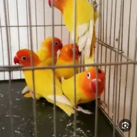 دو جفت طوطی فیشر طلایی