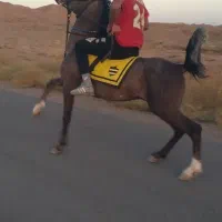 اسب‌ نریان‌ کورد