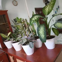 ۸ گلدون گل طبیعی سالم و سرحال