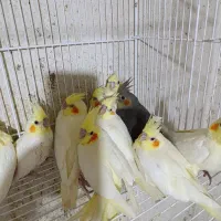 عروس هلندی سرلاک نرمخور دونخور جفت|پرنده|شیراز, شهرک صدا و سیما|دیوار