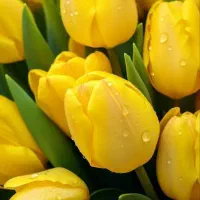 تازگی و طراوت