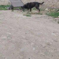 واگذاری و معاوضه سگ گله ای و نگهبان